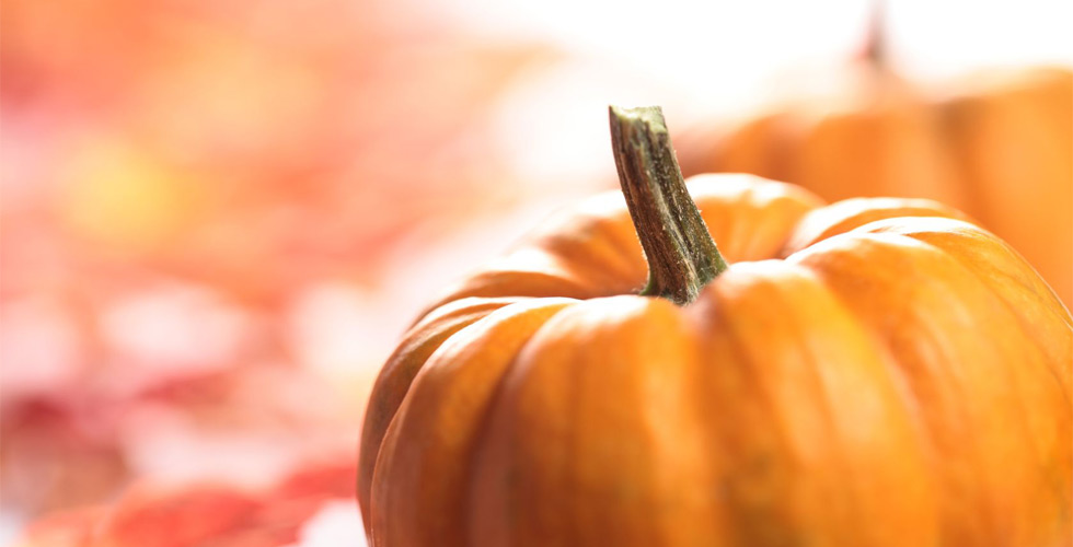 close up of orange pumpkin