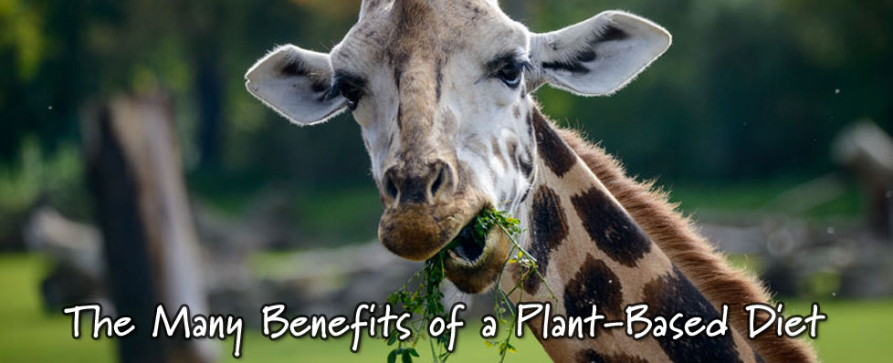 giraffe eating leaves