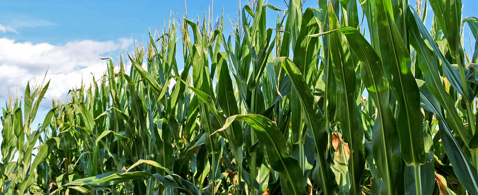 field of sweet corn